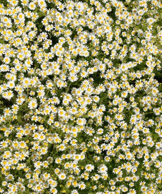 Papatya çiçeği. İlaç papatya. Tıbbi bitki papatya, çiçekli.