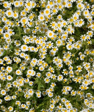 Papatya çiçeği. İlaç papatya. Tıbbi bitki papatya, çiçekli.