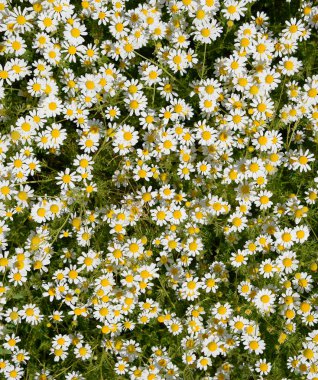 Papatya çiçeği. İlaç papatya. Tıbbi bitki papatya, çiçekli.