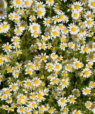 Papatya çiçeği. İlaç papatya. Tıbbi bitki papatya, çiçekli.