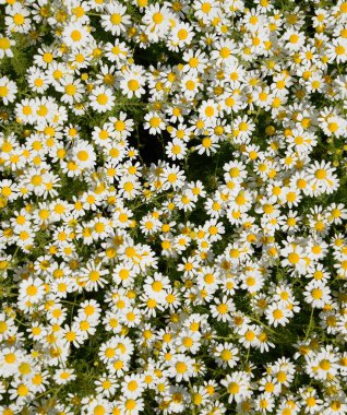 Papatya çiçeği. İlaç papatya. Tıbbi bitki papatya, çiçekli.