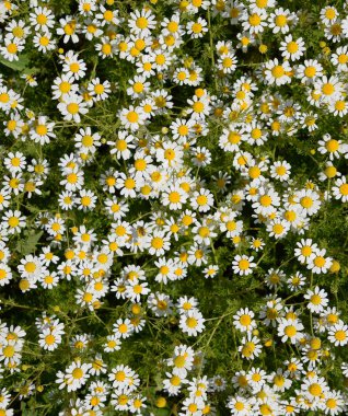 Papatya çiçeği. İlaç papatya. Tıbbi bitki papatya, çiçekli.