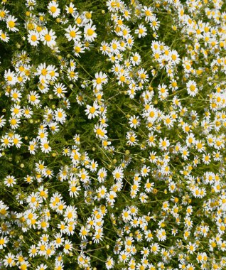 Papatya çiçeği. İlaç papatya. Tıbbi bitki papatya, çiçekli.