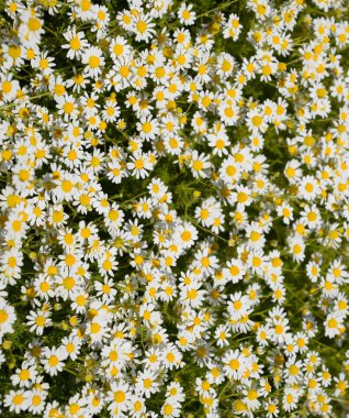 Papatya çiçeği. İlaç papatya. Tıbbi bitki papatya, çiçekli.