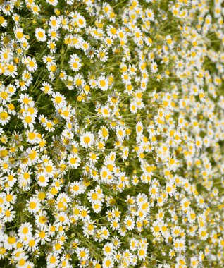 Papatya çiçeği. İlaç papatya. Tıbbi bitki papatya, çiçekli.