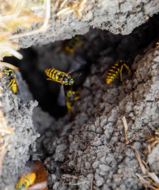 Yaban arıları kendi yuvaya sinek. Vizon ile kavak bir yuva. Underground