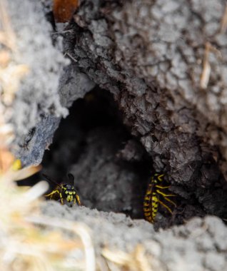 Yaban arıları kendi yuvaya sinek. Vizon ile kavak bir yuva. Underground