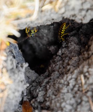 Yaban arıları kendi yuvaya sinek. Vizon ile kavak bir yuva. Underground