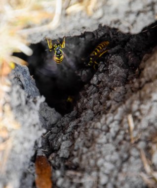 Yaban arıları kendi yuvaya sinek. Vizon ile kavak bir yuva. Underground