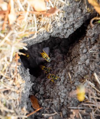Yaban arıları kendi yuvaya sinek. Vizon ile kavak bir yuva. Underground