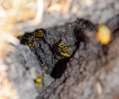 Yaban arıları kendi yuvaya sinek. Vizon ile kavak bir yuva. Underground