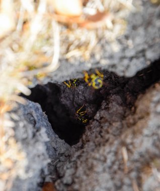 Yaban arıları kendi yuvaya sinek. Vizon ile kavak bir yuva. Underground