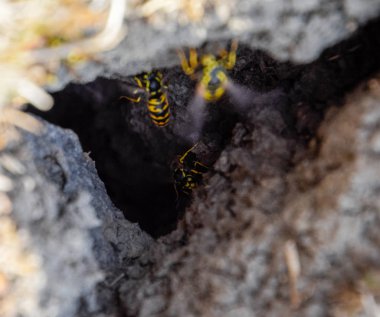 Yaban arıları kendi yuvaya sinek. Vizon ile kavak bir yuva. Underground