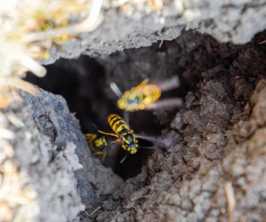 Yaban arıları kendi yuvaya sinek. Vizon ile kavak bir yuva. Underground