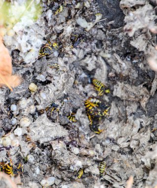 Vespula vulgaris. Yok edilen eşekarısı yuvası.