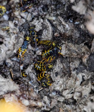 Vespula vulgaris. Yok edilen eşekarısı yuvası.