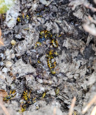 Vespula vulgaris. Yok edilen eşekarısı yuvası.