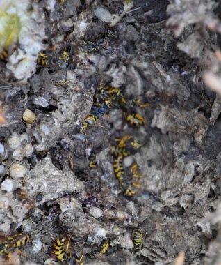 Vespula vulgaris. Yok edilen eşekarısı yuvası.
