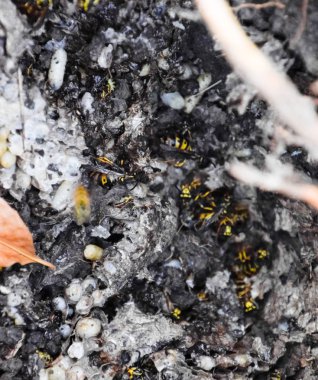Vespula vulgaris. Yok edilen eşekarısı yuvası.