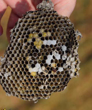 Sota eşekarısı yuvası üzerinden. Yok edilen eşekarısı yuvası.
