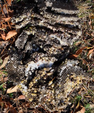 Yok edilmiş eşek arısı yuvası. Bir petek hor yüzeyinde çizilmiş