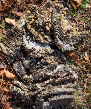 Yok edilmiş eşek arısı yuvası. Bir petek hor yüzeyinde çizilmiş