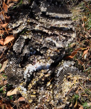 Yok edilmiş eşek arısı yuvası. Bir petek hor yüzeyinde çizilmiş