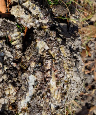 Yok edilmiş eşek arısı yuvası. Bir petek hor yüzeyinde çizilmiş