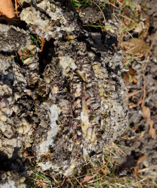 Yok edilmiş eşek arısı yuvası. Bir petek hor yüzeyinde çizilmiş