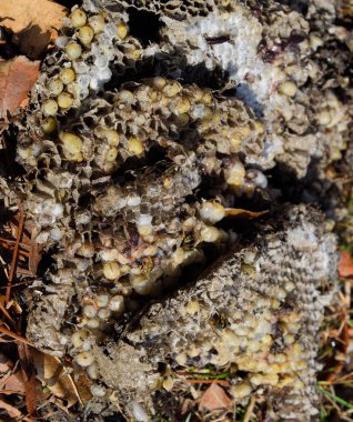 Yok edilmiş eşek arısı yuvası. Bir petek hor yüzeyinde çizilmiş