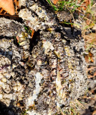 Yok edilmiş eşek arısı yuvası. Bir petek hor yüzeyinde çizilmiş