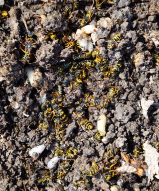 Yok edilmiş eşek arısı yuvası. Bir petek hor yüzeyinde çizilmiş