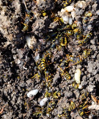 Yok edilmiş eşek arısı yuvası. Bir petek hor yüzeyinde çizilmiş