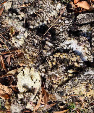 Yok edilmiş eşek arısı yuvası. Bir petek hor yüzeyinde çizilmiş