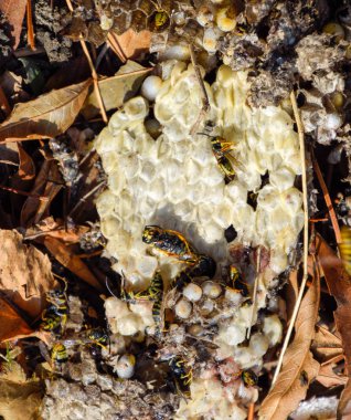 Yok edilmiş eşek arısı yuvası. Petek eşek arısı yuvasının yüzeyine çizilmiş. Larvalar ve eşek arıları yavrusu. Vespula vulgaris