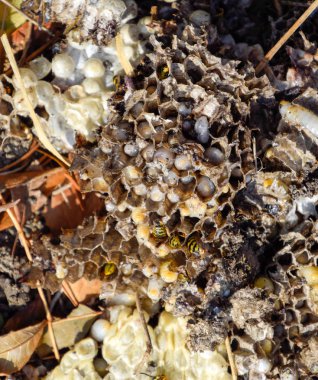 Yok edilmiş eşek arısı yuvası. Petek eşek arısı yuvasının yüzeyine çizilmiş. Larvalar ve eşek arıları yavrusu. Vespula vulgaris