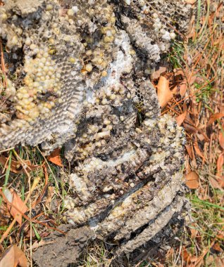 Yok edilmiş eşek arısı yuvası. Petek eşek arısı yuvasının yüzeyine çizilmiş. Larvalar ve eşek arıları yavrusu. Vespula vulgaris