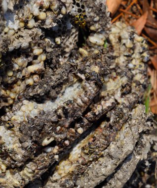 Yok edilmiş eşek arısı yuvası. Petek eşek arısı yuvasının yüzeyine çizilmiş. Larvalar ve eşek arıları yavrusu. Vespula vulgaris