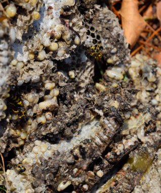 Yok edilmiş eşek arısı yuvası. Petek eşek arısı yuvasının yüzeyine çizilmiş. Larvalar ve eşek arıları yavrusu. Vespula vulgaris