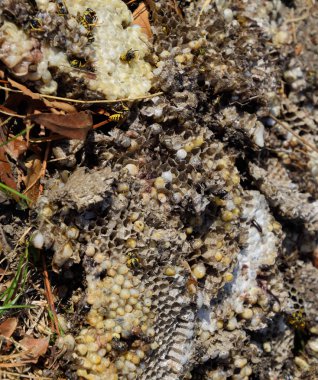 Yok edilmiş eşek arısı yuvası. Petek eşek arısı yuvasının yüzeyine çizilmiş. Larvalar ve eşek arıları yavrusu. Vespula vulgaris