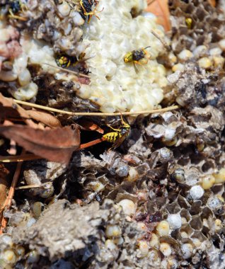Yok edilmiş eşek arısı yuvası. Petek eşek arısı yuvasının yüzeyine çizilmiş. Larvalar ve eşek arıları yavrusu. Vespula vulgaris