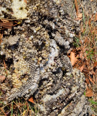 Yok edilmiş eşek arısı yuvası. Petek eşek arısı yuvasının yüzeyine çizilmiş. Larvalar ve eşek arıları yavrusu. Vespula vulgaris