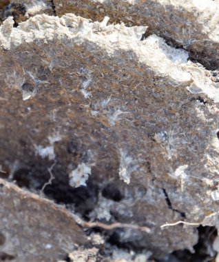 Yok edilmiş eşek arısı yuvası. Petek eşek arısı yuvasının yüzeyine çizilmiş. Larvalar ve eşek arıları yavrusu. Vespula vulgaris