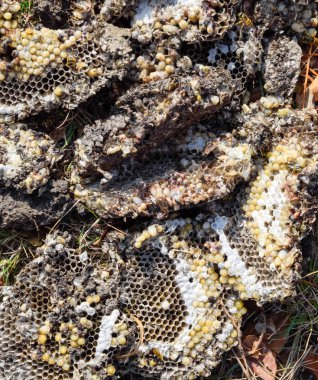 Yok edilmiş eşek arısı yuvası. Petek eşek arısı yuvasının yüzeyine çizilmiş. Larvalar ve eşek arıları yavrusu. Vespula vulgaris