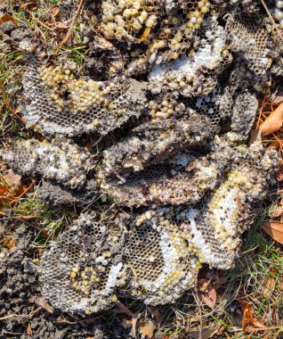 Yok edilmiş eşek arısı yuvası. Petek eşek arısı yuvasının yüzeyine çizilmiş. Larvalar ve eşek arıları yavrusu. Vespula vulgaris