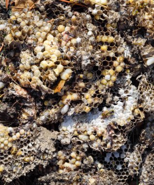 Yok edilmiş eşek arısı yuvası. Petek eşek arısı yuvasının yüzeyine çizilmiş. Larvalar ve eşek arıları yavrusu. Vespula vulgaris