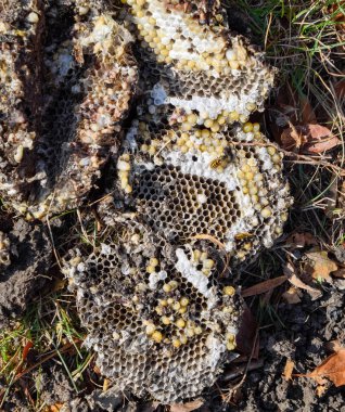 Yok edilmiş eşek arısı yuvası. Petek eşek arısı yuvasının yüzeyine çizilmiş. Larvalar ve eşek arıları yavrusu. Vespula vulgaris