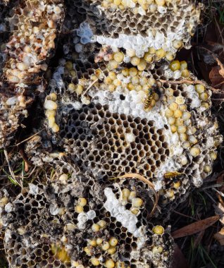 Yok edilmiş eşek arısı yuvası. Petek eşek arısı yuvasının yüzeyine çizilmiş. Larvalar ve eşek arıları yavrusu. Vespula vulgaris