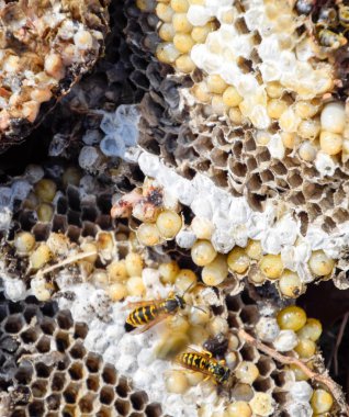 Yok edilmiş eşek arısı yuvası. Petek eşek arısı yuvasının yüzeyine çizilmiş. Larvalar ve eşek arıları yavrusu. Vespula vulgaris