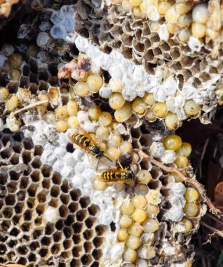 Yok edilmiş eşek arısı yuvası. Petek eşek arısı yuvasının yüzeyine çizilmiş. Larvalar ve eşek arıları yavrusu. Vespula vulgaris